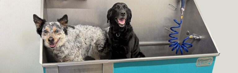 Two dogs in bathing tub