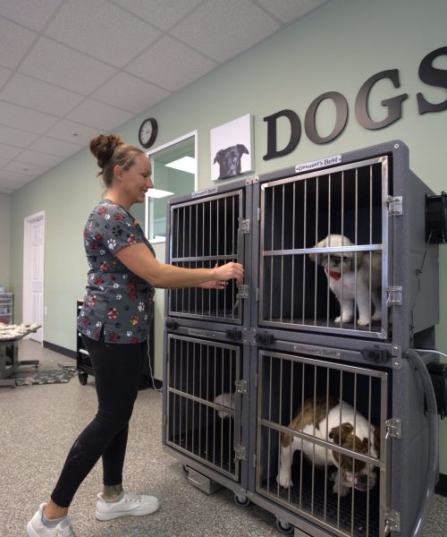 Lacy and Mod Kennel - groomers-best-50